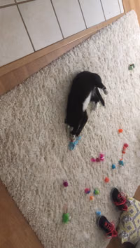 Um Ninja loves his new toys....mp4