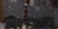 1 (47).mp4