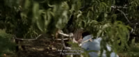 5f546a2e8c40a3093aa98bac2ffdf7e2.mp4