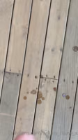 ammy_rouse_x 12.m4v