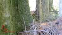 [Manyvids] Xev Bellringer - Seducing My Brother At Camp 2.mp4