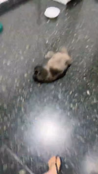 tiktok_@lucia.steffazi_2025-12-11 01-27-22_720p.mp4