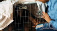 Feral II – PornXP.mp4